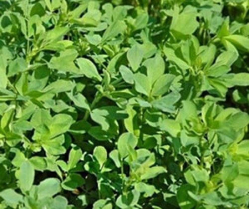 43. regalfermierul.ro seminte de lucerna